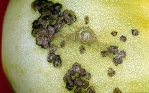 Škvrny na plodoch - Bakteriálna škvrnitosť rajčiaka (Xanthomonas vesicatoria) - Detail škvŕn na nezrelom plode spôsobených Bakteriálnou škvrnitosťou rajčiaka