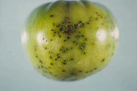 Choroby paradajok - Bakteriálna škvrnitosť rajčiaka (Xanthomonas vesicatoria) vytvára škvrny na nezrelom plode