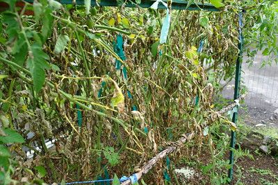 Škvrny na listoch paradajky spôsobené plesňou zemiakovou (Phytophtora infestans) 