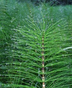 Morenie cesnaku pomocou odvaru prasličky roľnej (equisetum arvense)