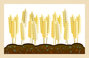 AKO DÁVKOVAŤ HMYZIE HNOJIVO TRUSEKO AGRO PRÉMIUM - obiloviny