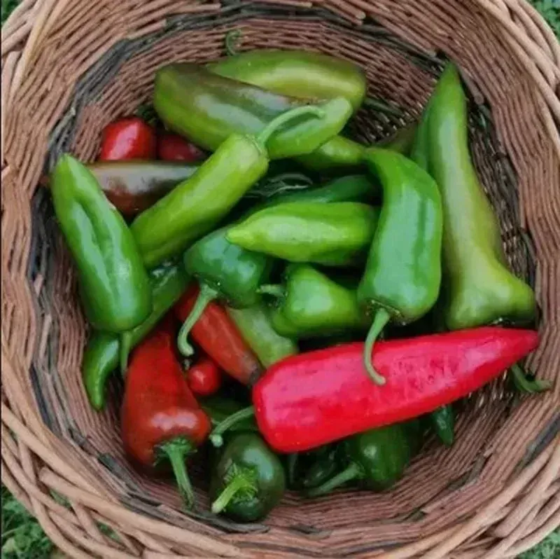Humac Agro 25kg