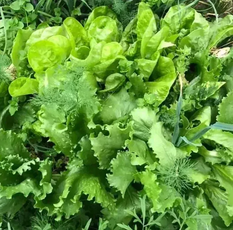 Humac Agro 5kg
