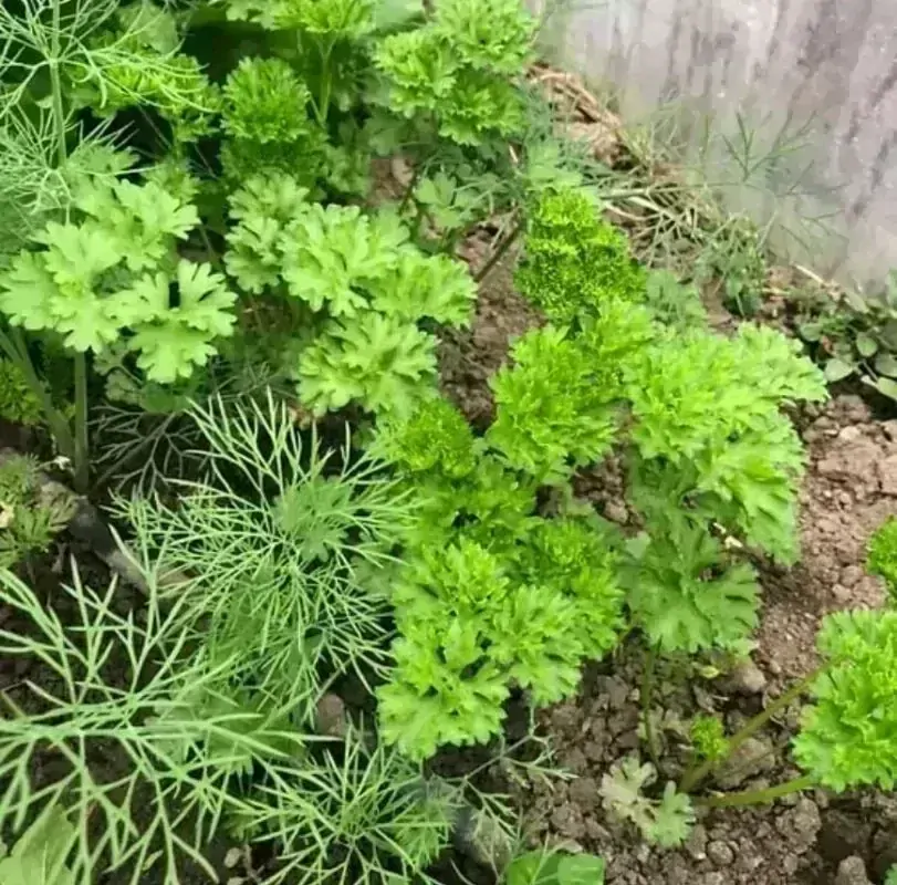 Humac Agro 10kg